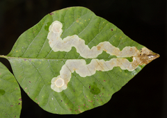 Cameraria guttifinitella