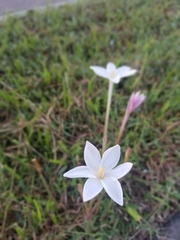 Zephyranthes chlorosolen
