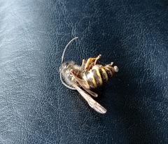 Dolichovespula sylvestris
