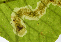 Cameraria guttifinitella