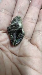 Muricidae