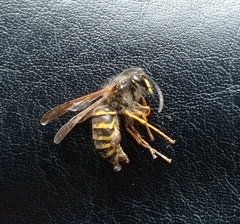 Dolichovespula sylvestris