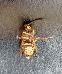 Dolichovespula sylvestris