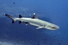 Whitetip Reef Shark photo 4