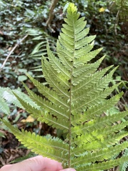 Dryopteridoideae