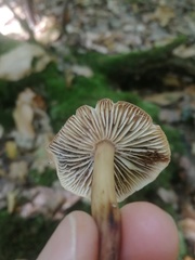 Gymnopus fusipes