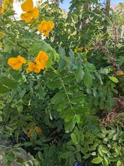 Angiospermae