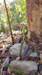 Calochilus paludosus