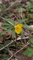 Anemonoides ranunculoides