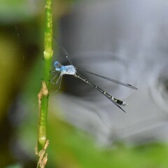 Lestes praemorsus