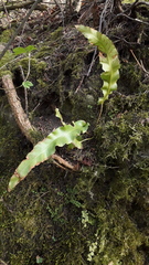 Asplenium scolopendrium scolopendrium