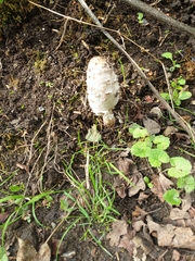 Coprinus comatus