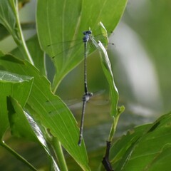 Lestes praemorsus