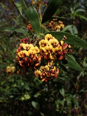 Daviesia corymbosa