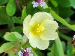 Oenothera humifusa