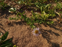 Aster arenarius