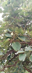 Piliostigma thonningii