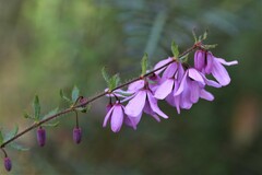 Tetratheca pilosa