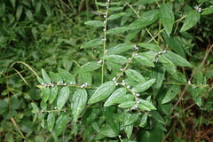 Lithospermum officinale