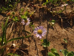 Aster arenarius