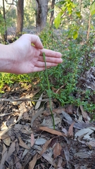 Calochilus