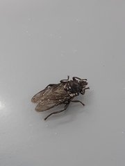 Hippoboscidae