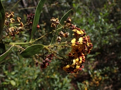 Daviesia corymbosa