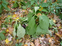 Phytolacca acinosa