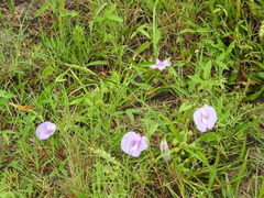 Centrosema virginianum