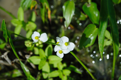 Sagittaria trifolia