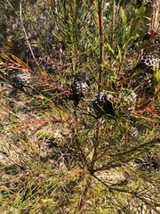 Hakea propinqua