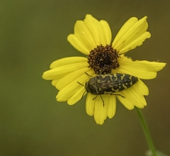 Acmaeodera pulchella