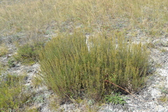 Artemisia salsoloides