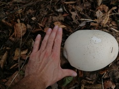 Calvatia gigantea