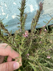 Odontites vulgaris