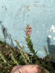 Odontites vulgaris