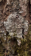 Physconia distorta