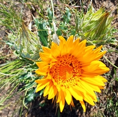 Berkheya armata