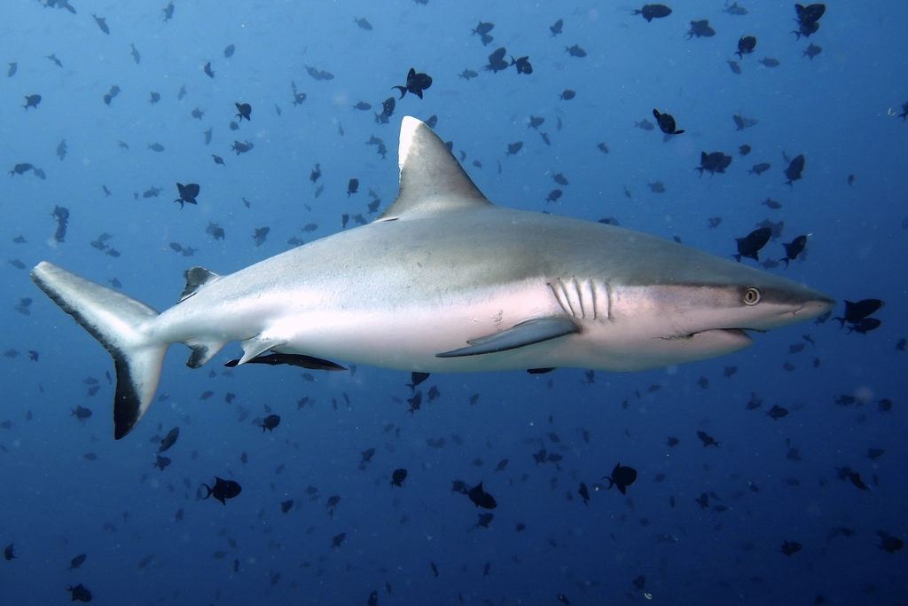 Grey reef shark cruising through a cloud of reef fish