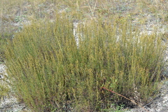 Artemisia salsoloides