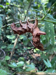 Citheronia phoronea