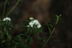 Leionema elatius beckleri
