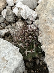 Hamatocactus hamatacanthus hamatacanthus