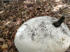 Calvatia gigantea