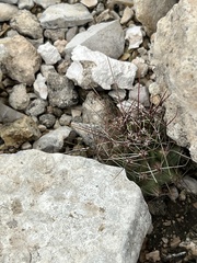 Hamatocactus hamatacanthus hamatacanthus