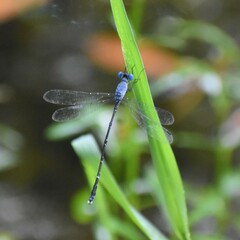 Lestes praemorsus