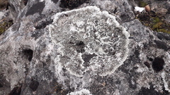 Lecanoromycetidae