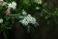 Leionema elatius beckleri