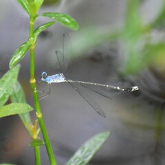 Lestes praemorsus
