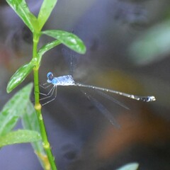 Lestes praemorsus